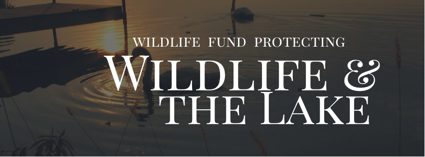 Donate to wildlife fund - image