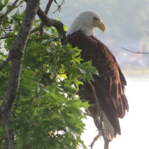 Eagle - image