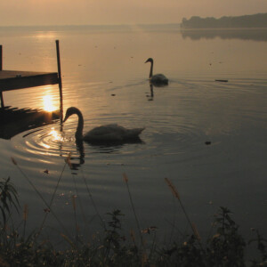 swans on the lake - image